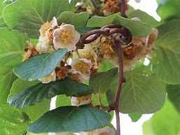 Image result for Actinidia chinensis Tomuri