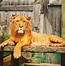 Image result for Liger Mane