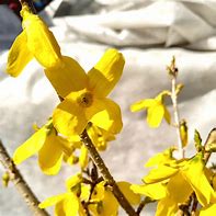 Image result for FORSYTHIA INT. WEEKEND
