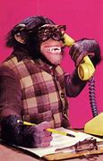 Image result for Monkey Answering Phone