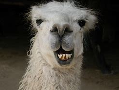 Image result for Funny Llama PFP