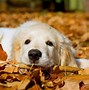 Image result for Pet Wallpaper