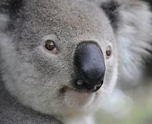 Image result for Koala Bear Dangerous