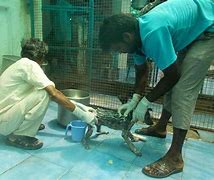 Image result for 94002 Animal Shelters & Humane Societies
