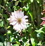 Image result for Clematis Plant Leaves