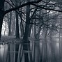 Image result for 1080 Dark Forest Wallpaper