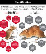 Image result for Difference Netween Rats and Mice