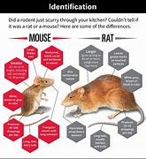 Image result for Difference Between Mice and Mouse