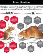 Image result for Difference Netween Rats and Mice
