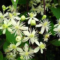 Image result for Clematis President