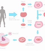 Image result for Stem Cell Manufacturing