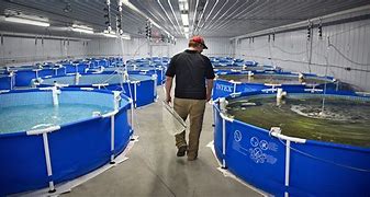 Image result for Aquaculture Shrimp Farming