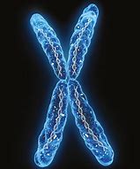 Image result for cromosoma