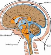 Image result for Aqueduct Brain