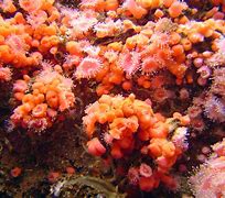 Image result for iPhone XR Coral