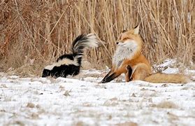 Image result for Funny Animals in the Snow