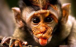 Image result for 1080X1080 Funny Monkey