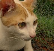 Image result for Stray Cat Wallpaper