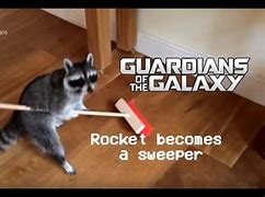 Image result for Guardian Galaxy Cat Meme
