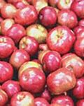 Image result for Ooty Apple Fruit