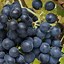 Image result for Sous Syrah