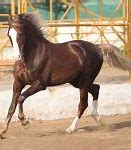 Image result for Marwari Horse