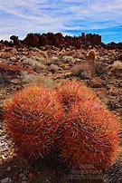 Image result for Barrel Cactus Mojave Desert
