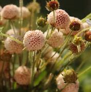 Image result for Fragaria rubicola Mount Omei