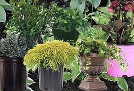 Image result for Fragrant Indoor Plants Low Light