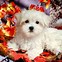 Image result for Cute Dog Desktop
