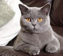 Image result for Shorthair Cat Full Body