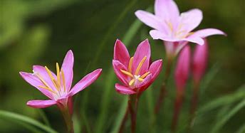 Image result for Rain Flowers