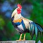 Image result for La Coq Grande