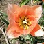 Tulipa Apricot Beauty に対する画像結果