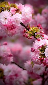 Image result for Spring Flowers Phone Background