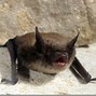 Image result for Little Brown Bat Babies