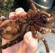 Image result for Biggest Species of Spider in the World