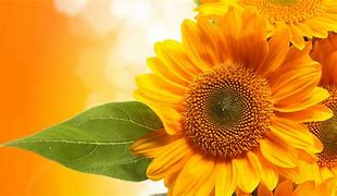 Image result for Yellow Flower Phone Wallpaper