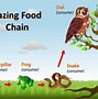 Image result for Drawing of a Food Chain