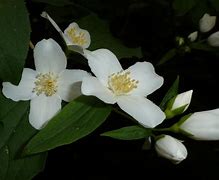 Image result for White Flower with Red Center