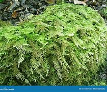 Image result for Common Fern Moss