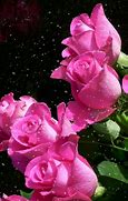 Image result for Peach and Pink Flowers