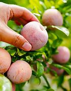 Image result for King Pluot