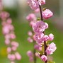 Image result for Semi-Dwarf Almond Tree