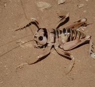 Image result for Desert Cricket