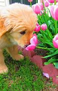 Image result for Dog Flower