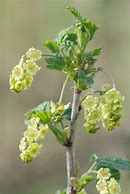 Image result for Ribes rubrum Versaillaise Blanche