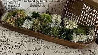 Image result for Moss and Preserved Flower