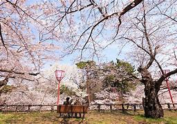 Image result for International Christian University Japan Cherry Blossoms