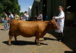 Image result for Cow Show Meme